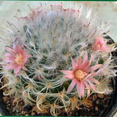 Cactus mammillaria bocasana